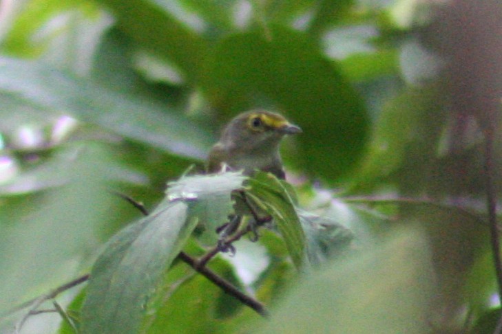 White-eyed Vireo - Brendan Fogarty