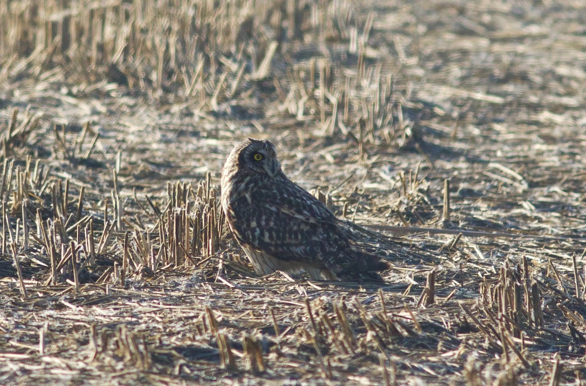 Hibou des marais - ML413780041