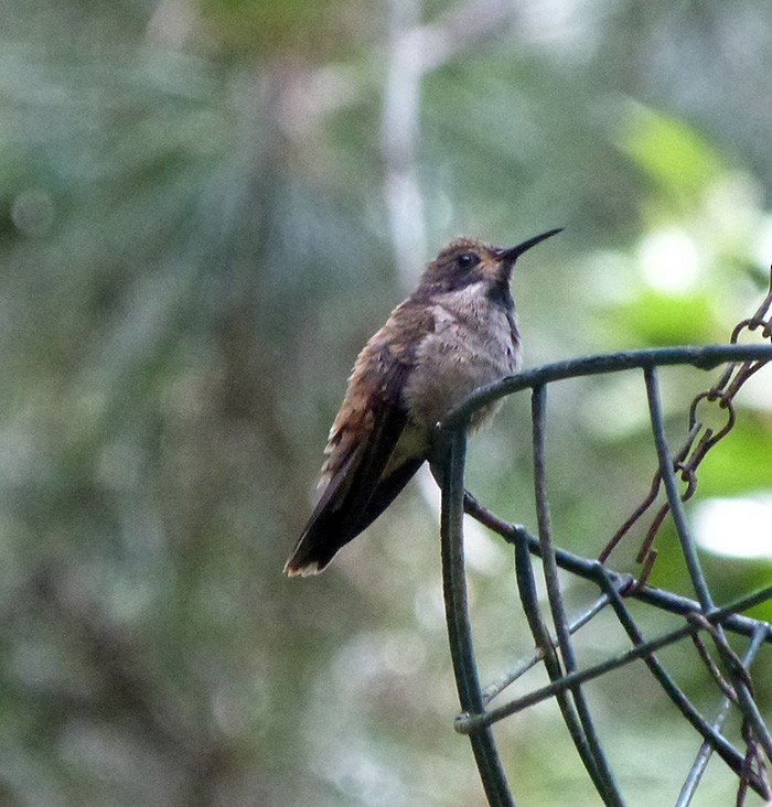 Brown Violetear - ML41378131