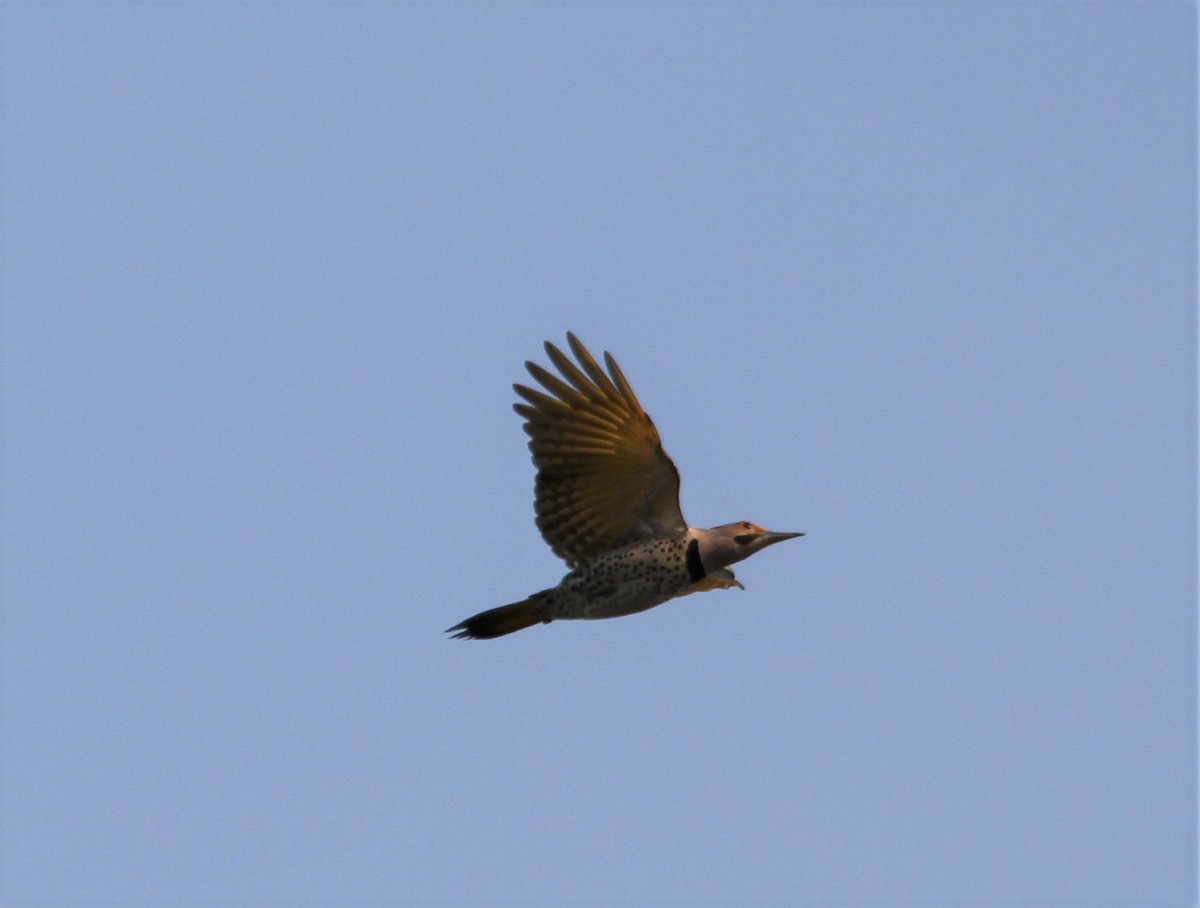 Northern Flicker - ML413783231