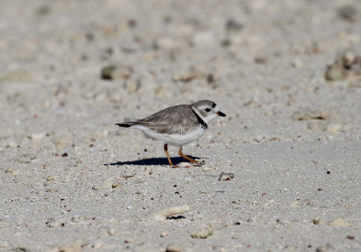 Piping Plover - ML413784381