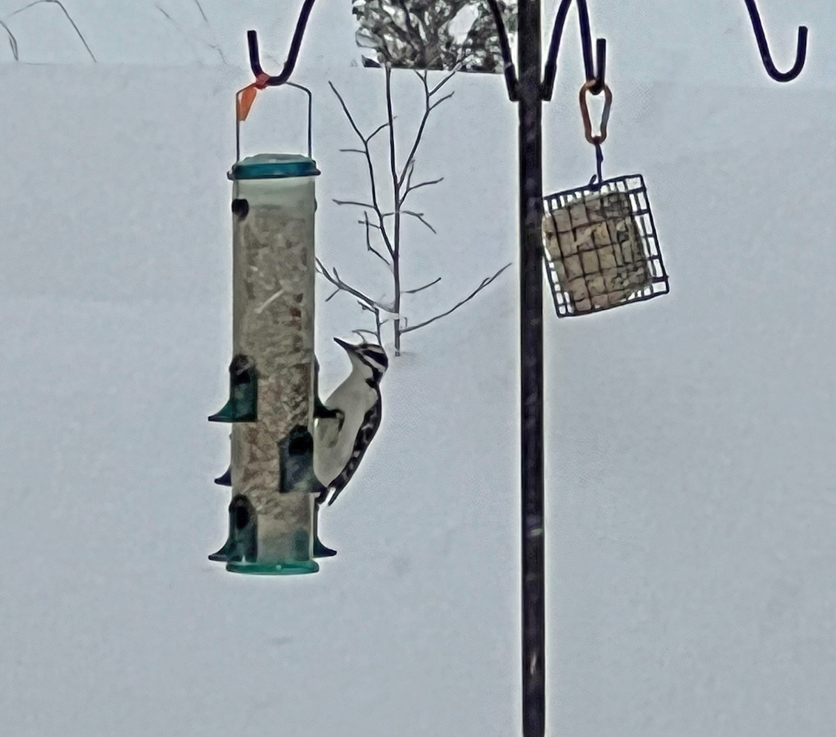 Hairy Woodpecker - ML413785831