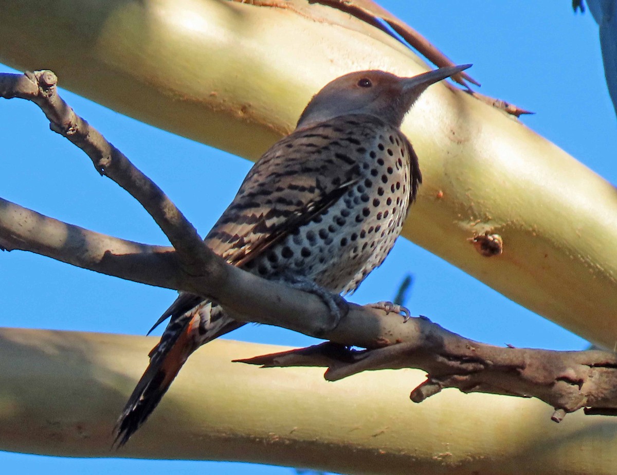 Northern Flicker - ML413786161