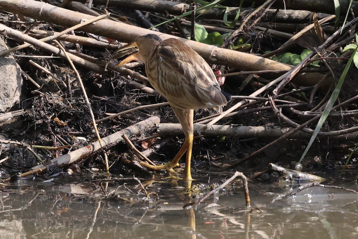 Yellow Bittern - ML413786681