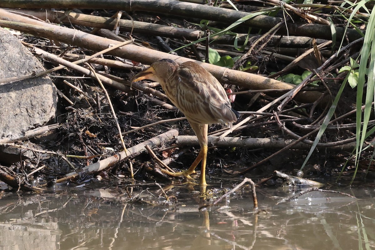 Yellow Bittern - ML413786701