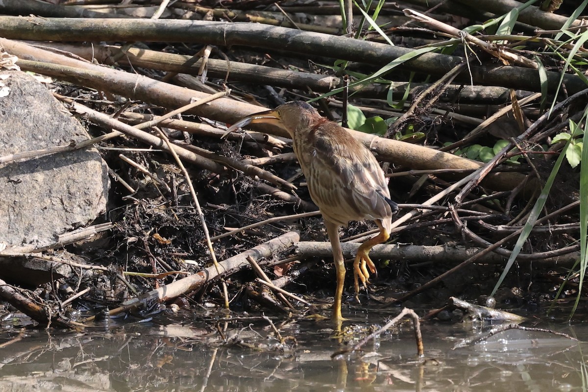 Yellow Bittern - ML413786721