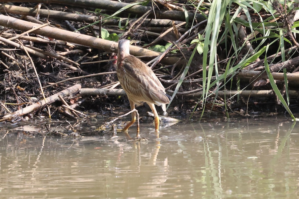 Yellow Bittern - ML413786731