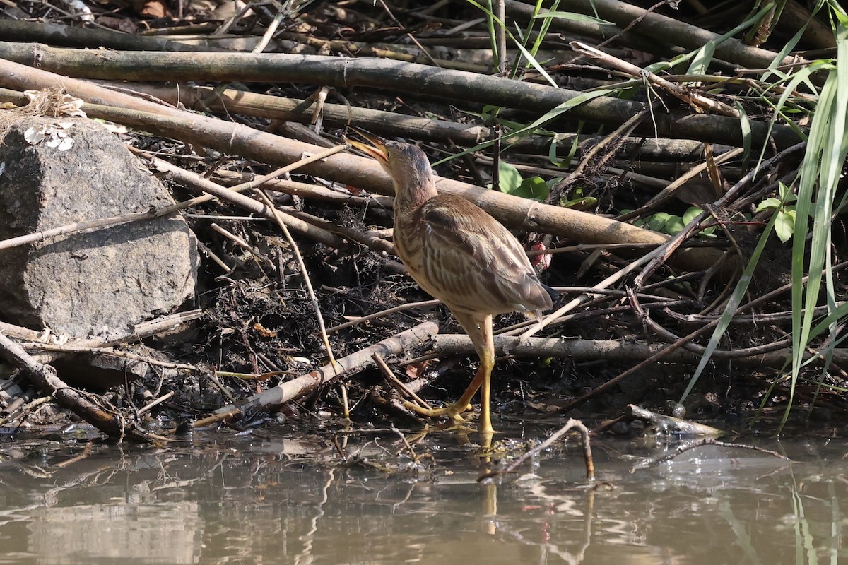 Yellow Bittern - Andrew William