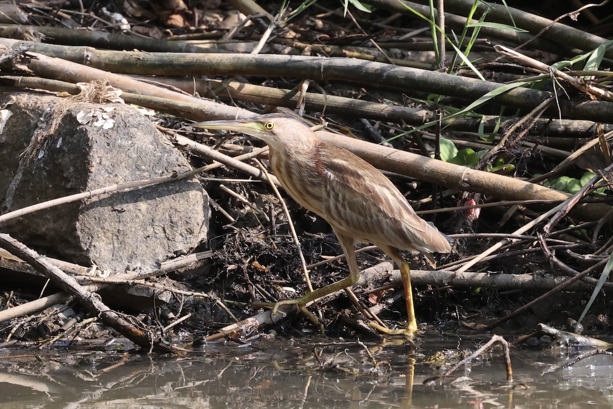 Yellow Bittern - ML413786791