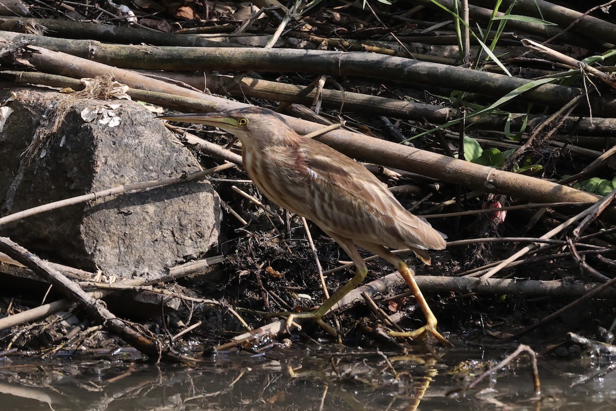 Yellow Bittern - ML413786841