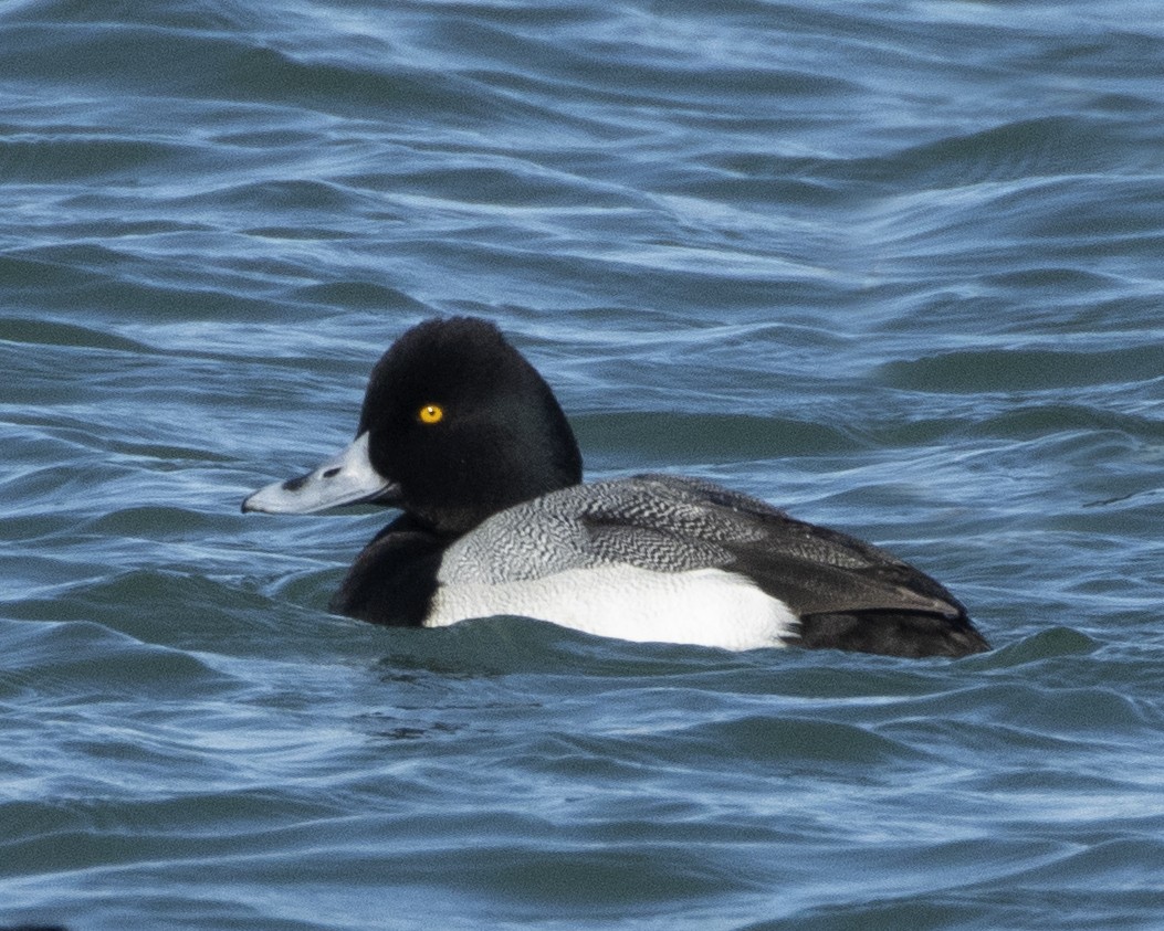 Lesser Scaup - ML413787471