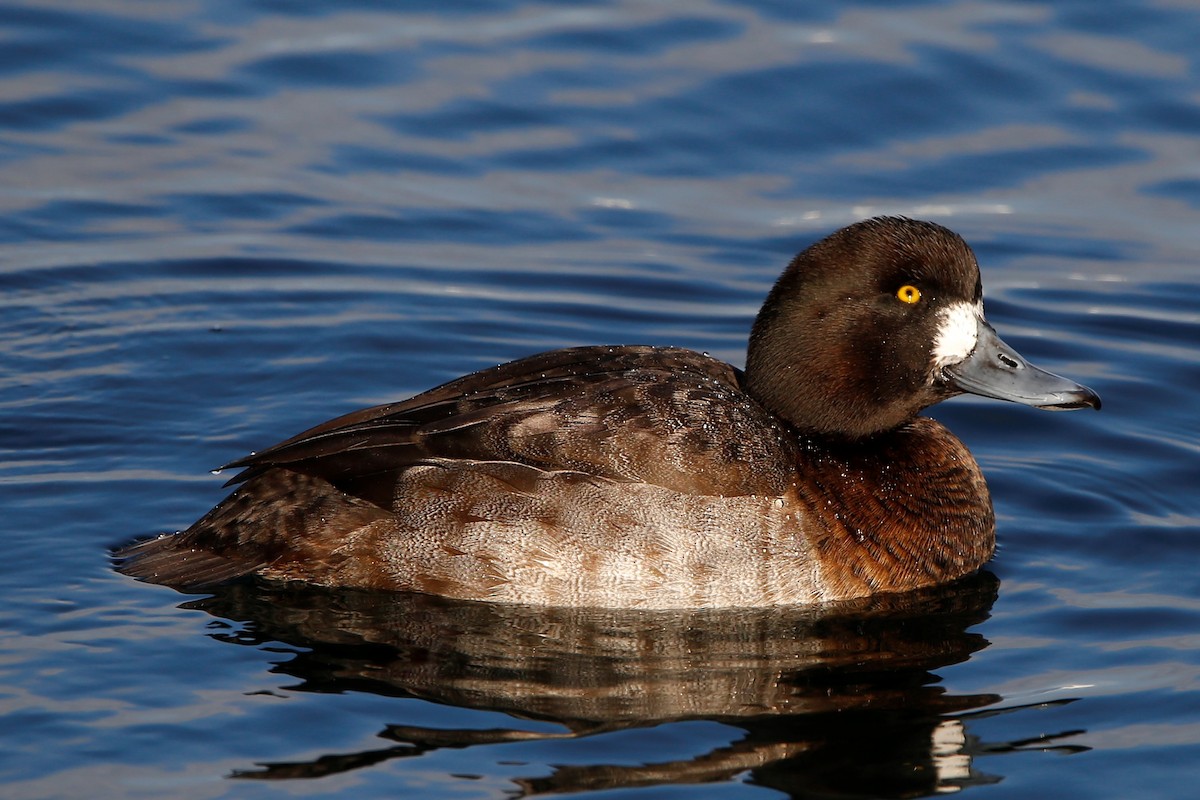 Greater Scaup - Mikiya Oikawa