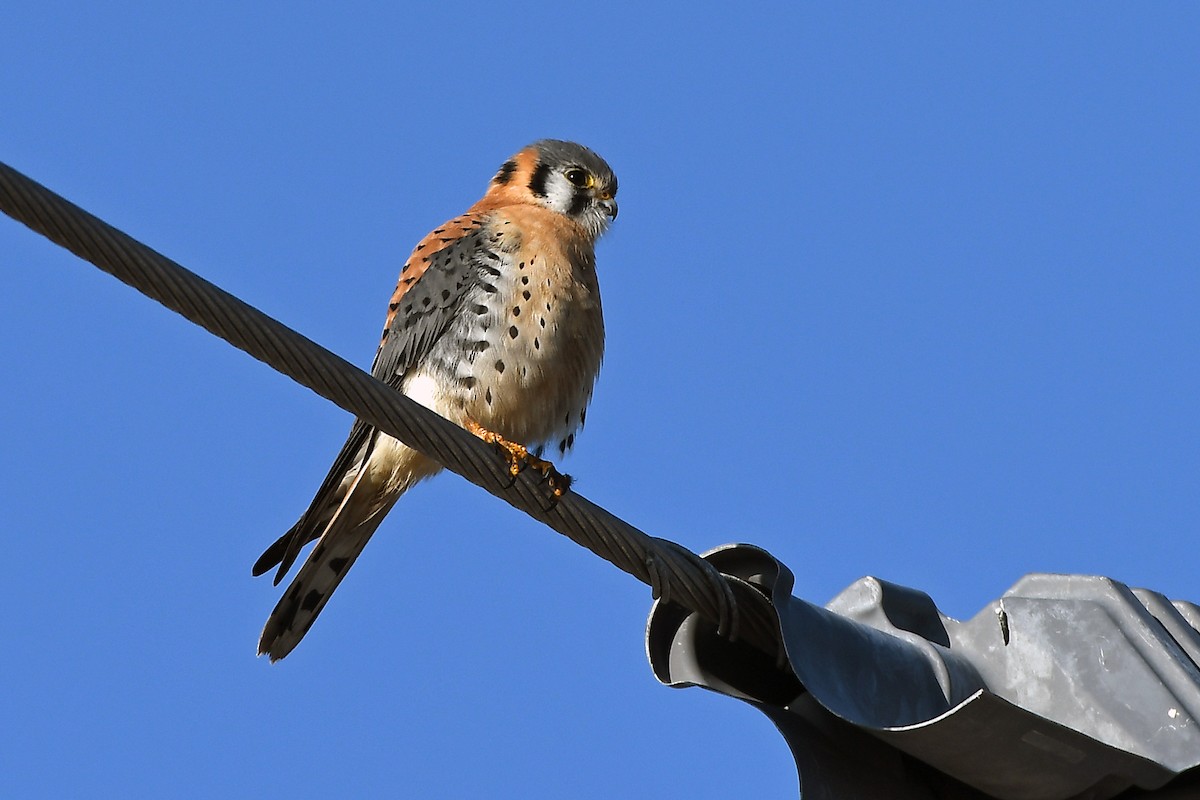 American Kestrel - ML413790661