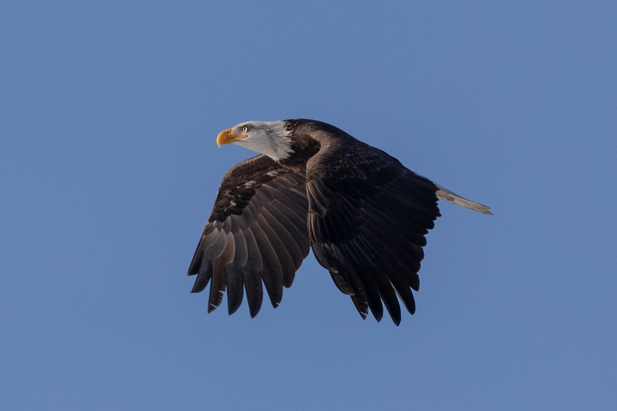 Bald Eagle - ML413791901