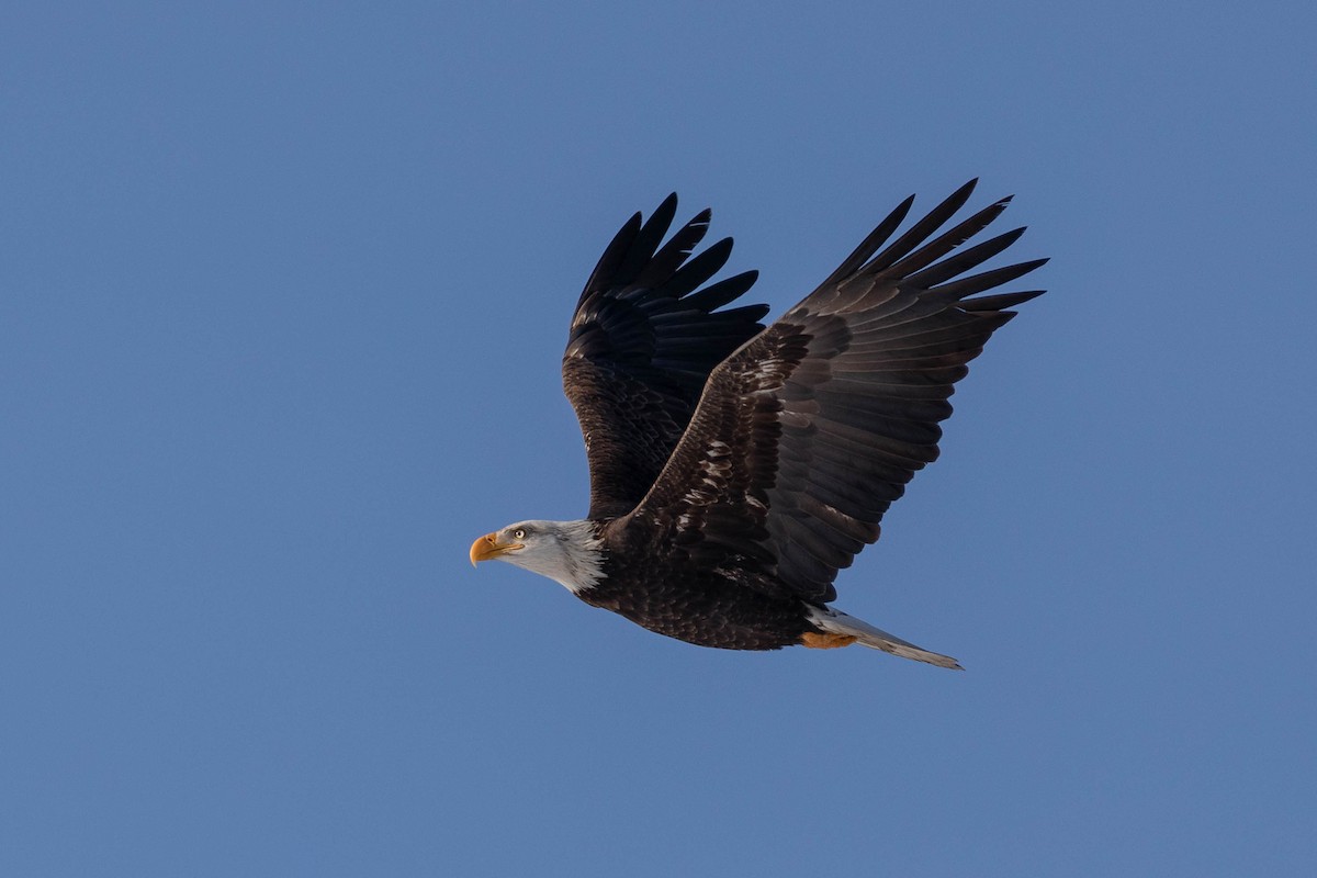 Bald Eagle - ML413791921