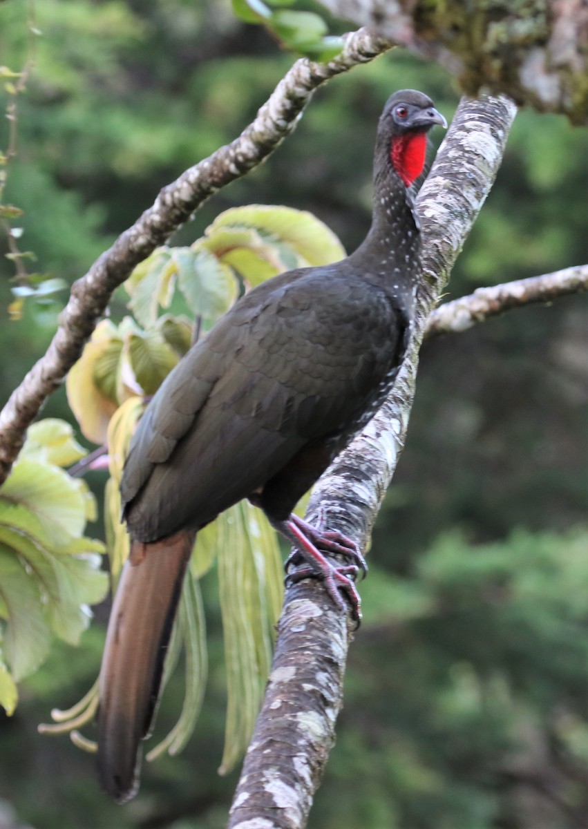 Crested Guan - ML413792931