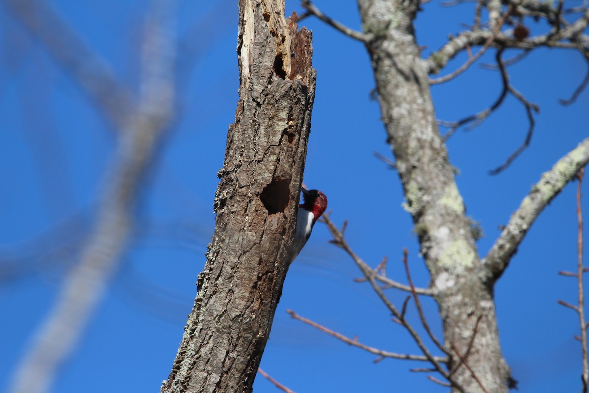 Red-headed Woodpecker - ML413794591