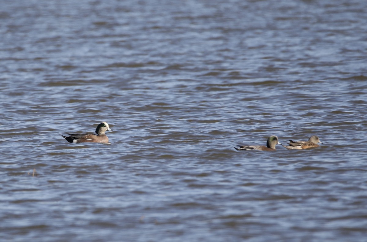 American Wigeon - ML413794851