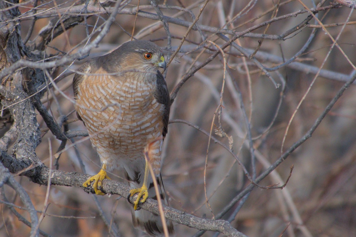 Sharp-shinned Hawk - ML413796441