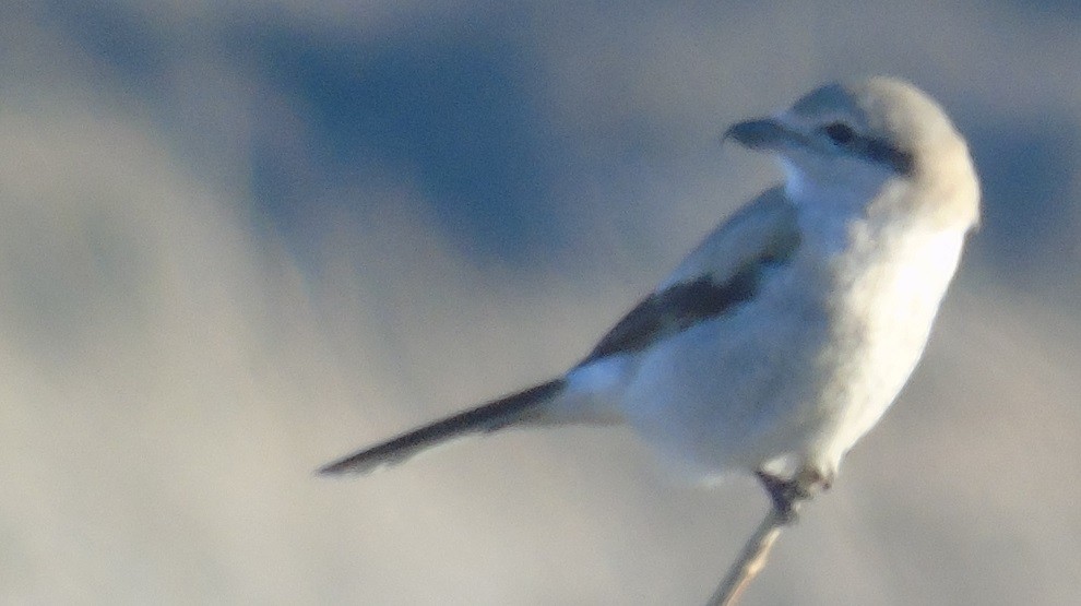 Boreal Örümcekkuşu - ML413796561