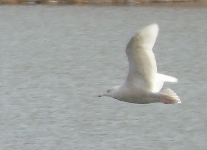 Glaucous Gull - ML413797671