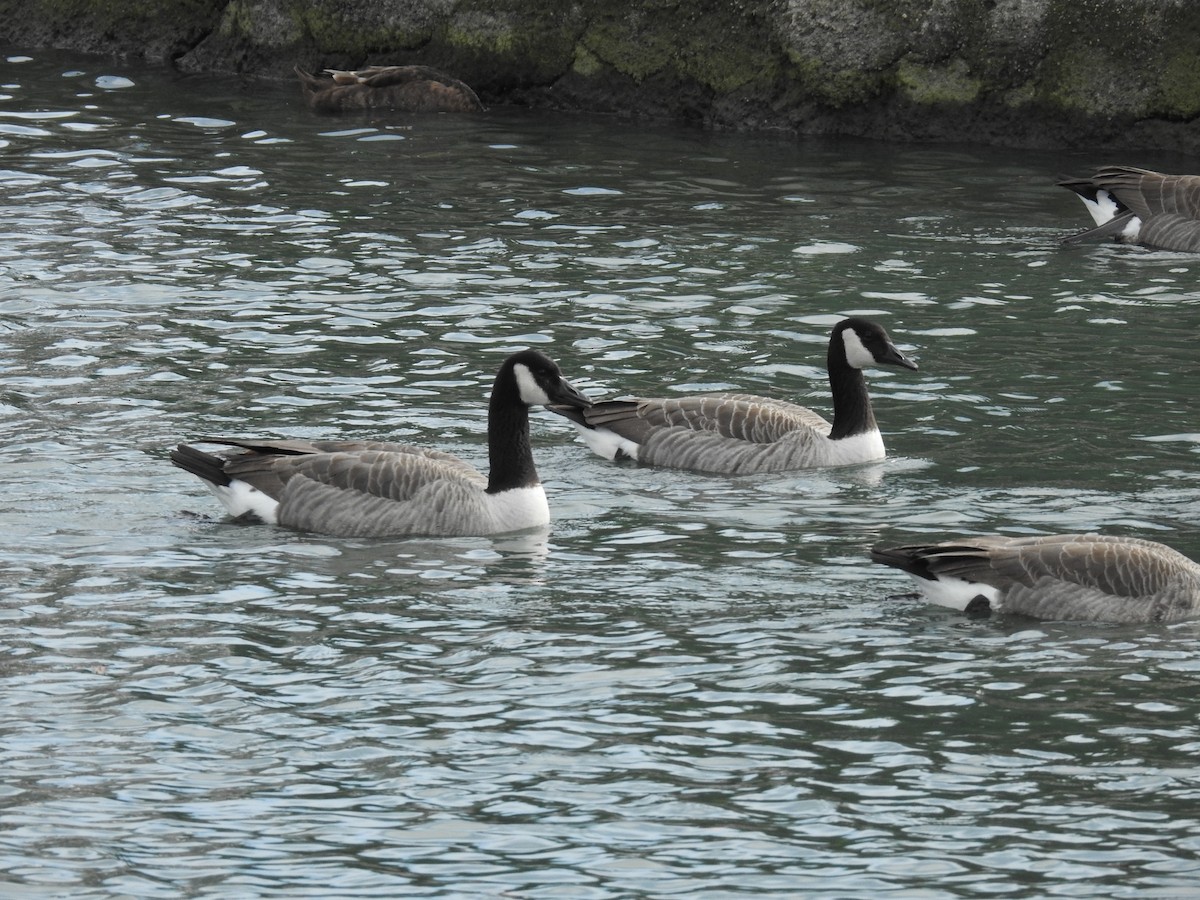 Canada Goose - ML413798611