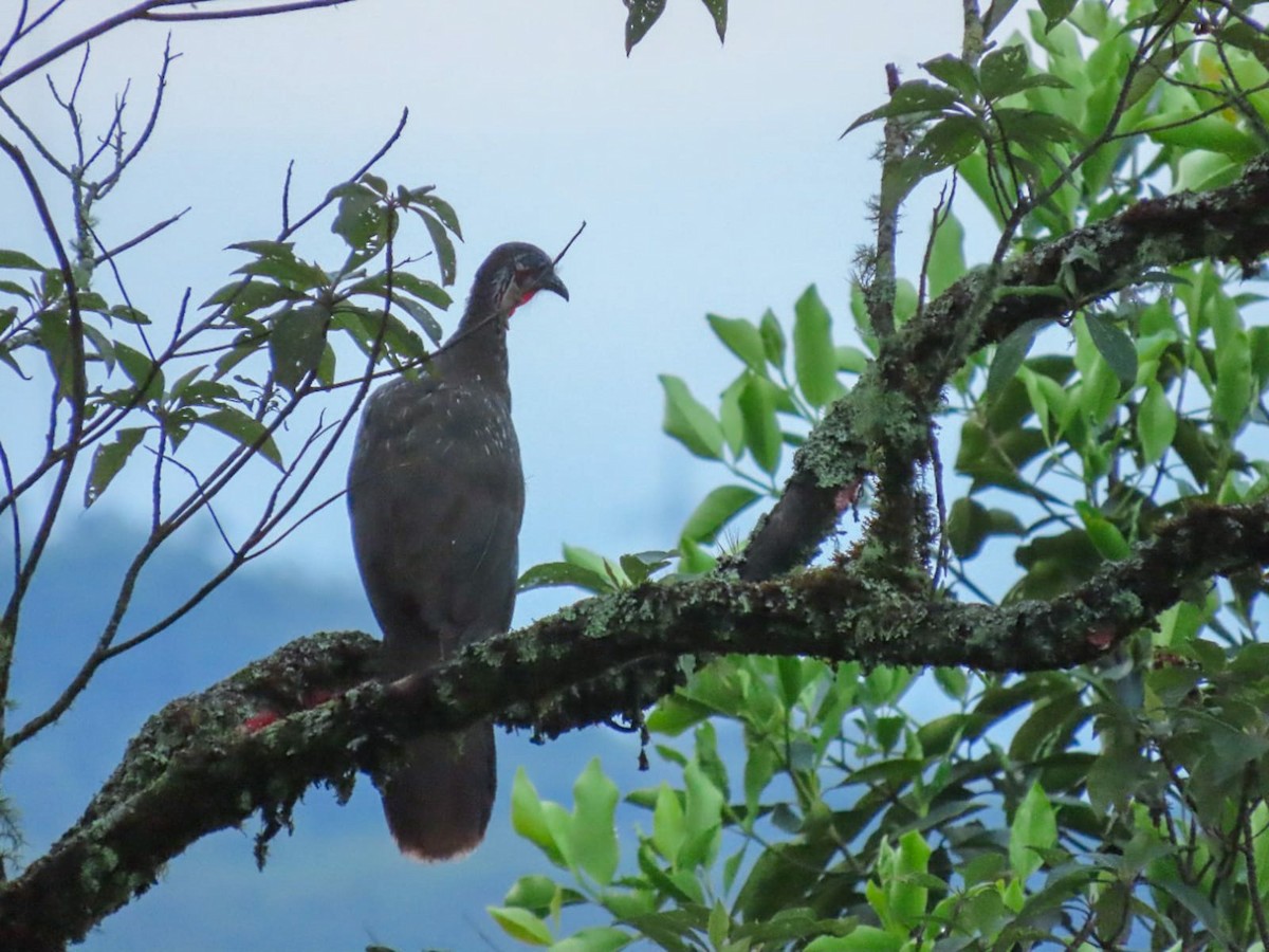 Band-tailed Guan - ML413799161