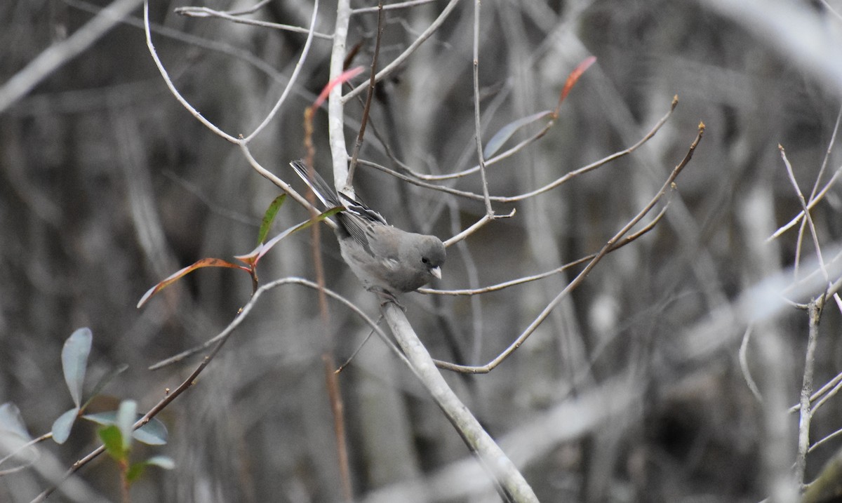 Dark-eyed Junco - ML413799251