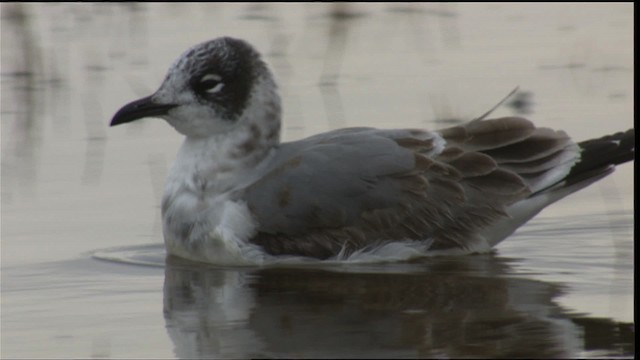 Franklin's Gull - ML413802