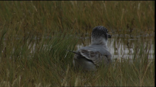 Franklin's Gull - ML413804