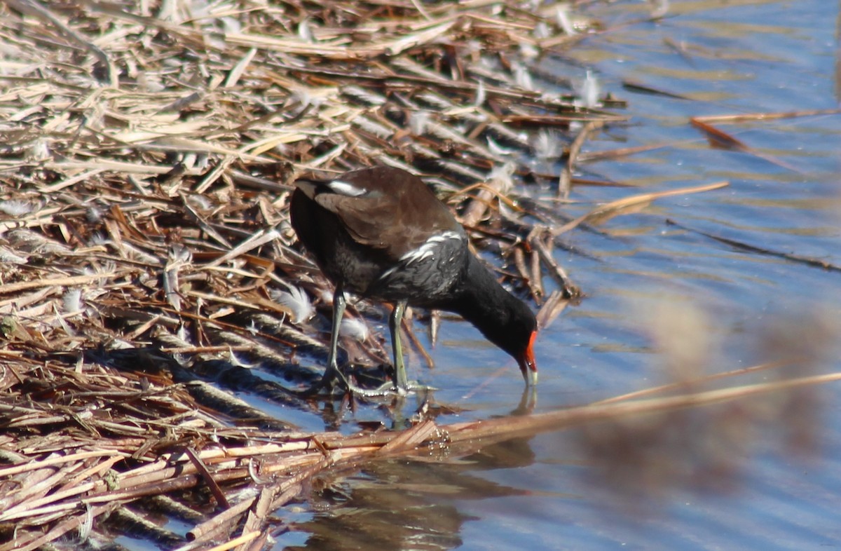 Common Gallinule - ML413807081