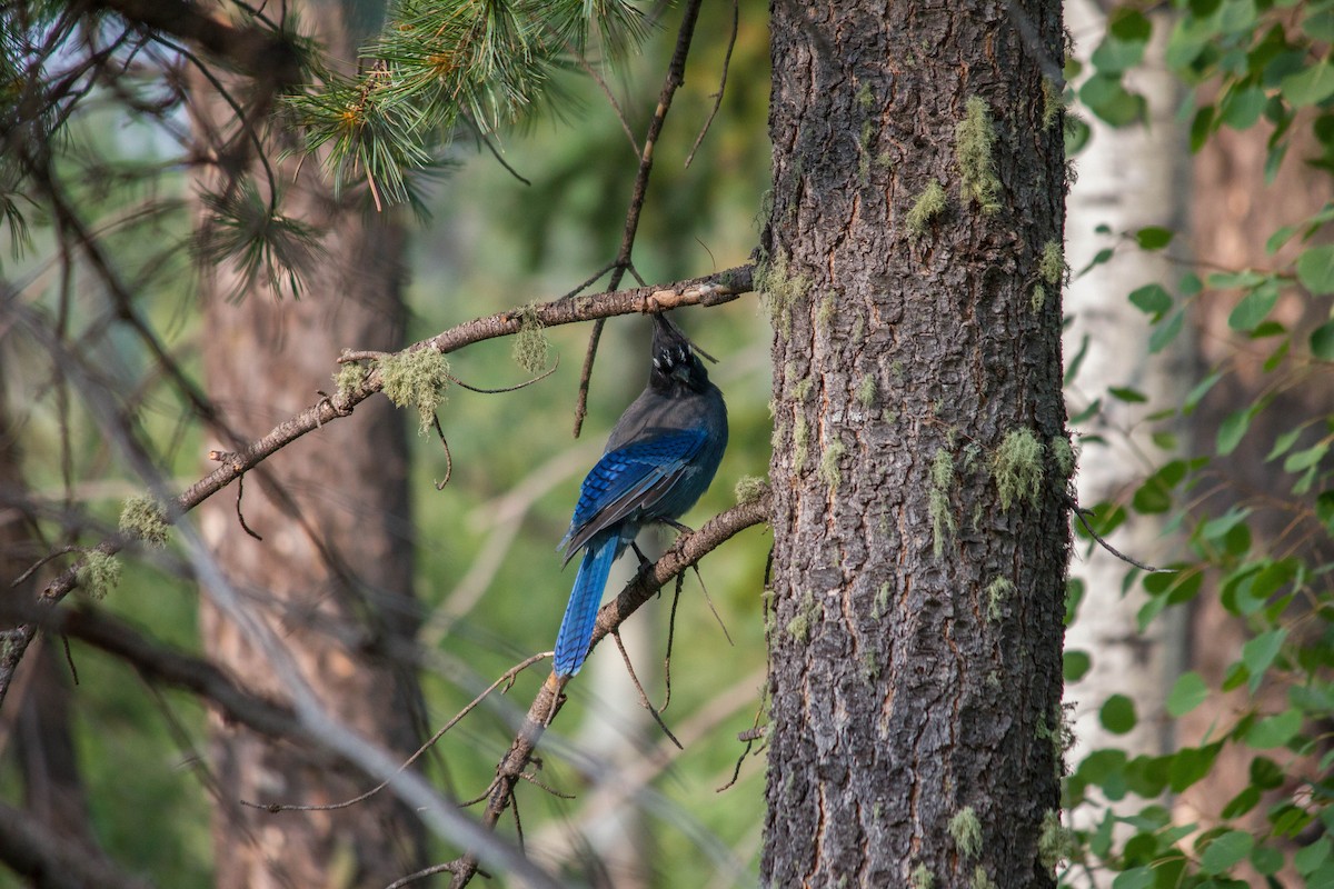 Steller's Jay (Southwest Interior) - Jared Conaway