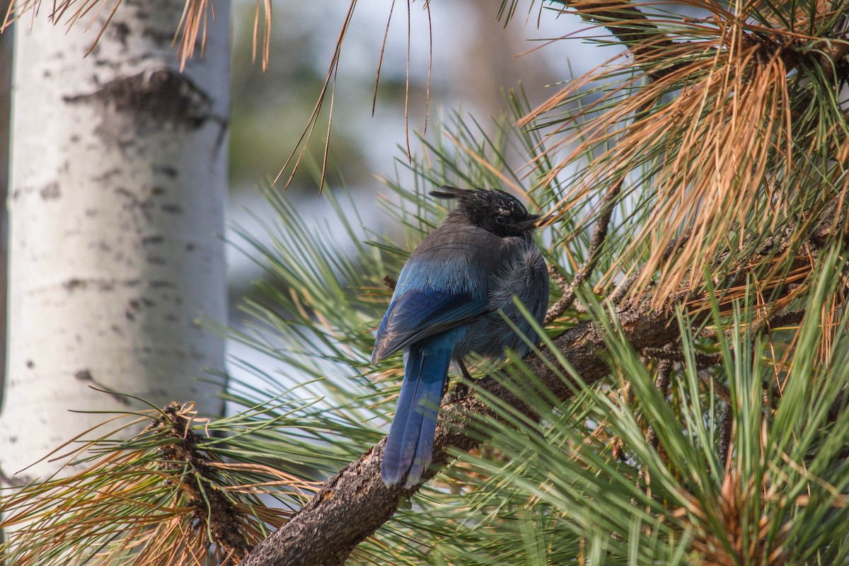 Steller's Jay (Southwest Interior) - ML413807931