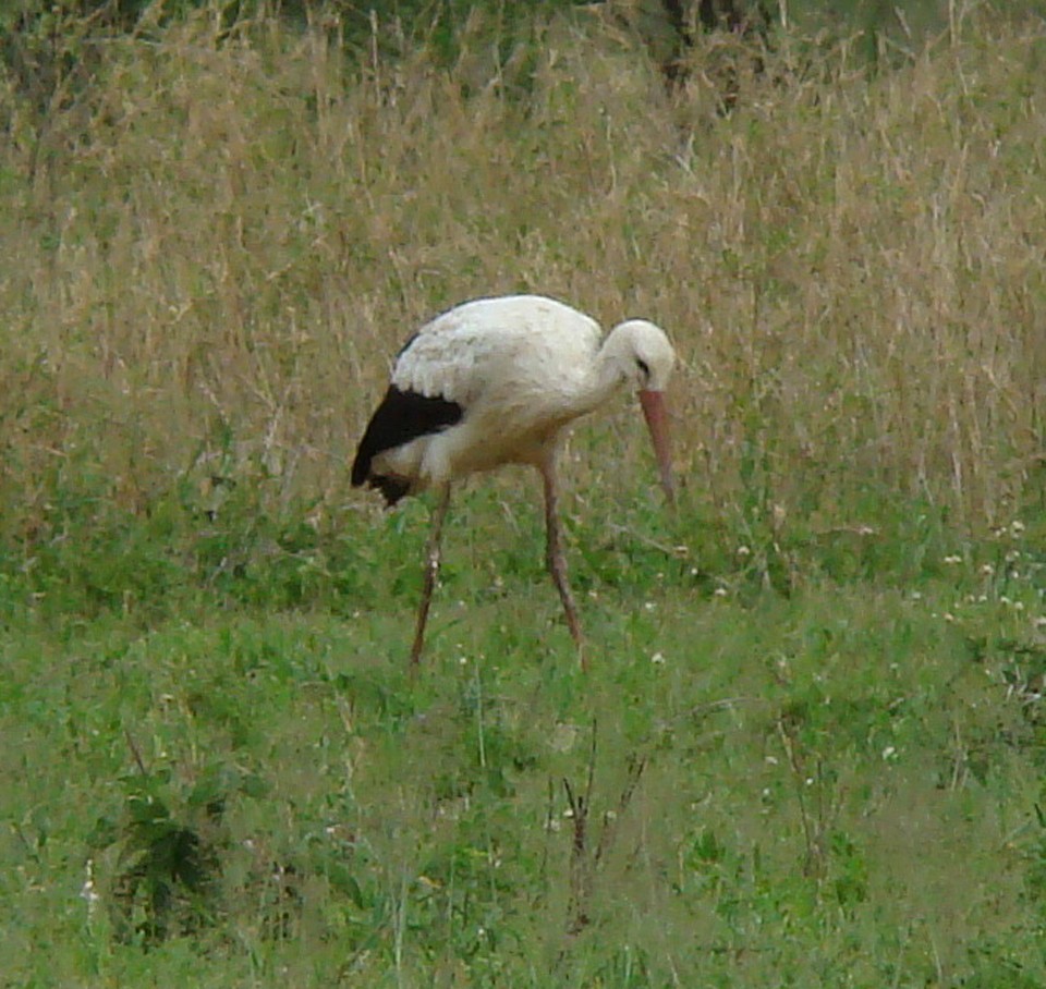 White Stork - ML41380921