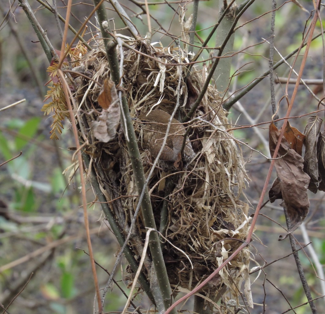 Winter Wren - Steve Semanchuk