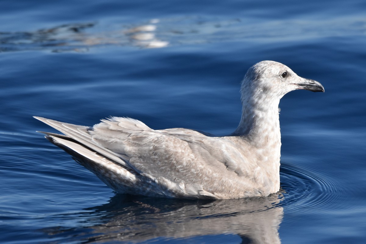 Gaviota de Bering - ML413810551