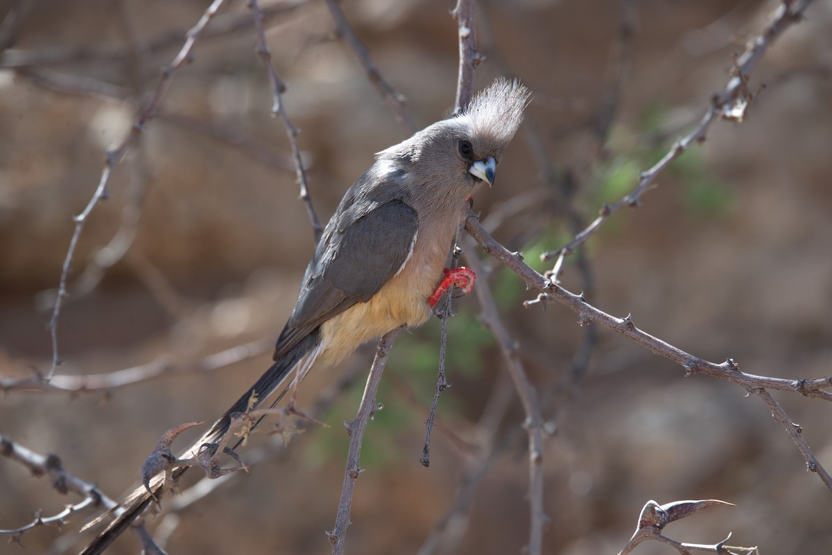 Pájaro Ratón Dorsiblanco - ML413811071