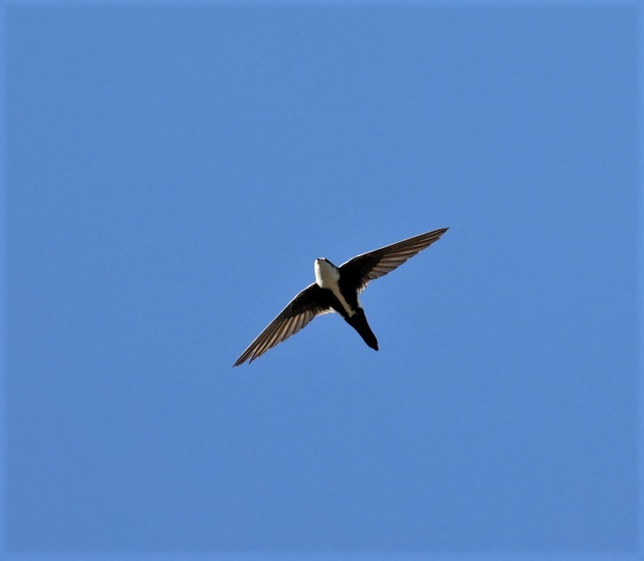 White-throated Swift - ML413811201