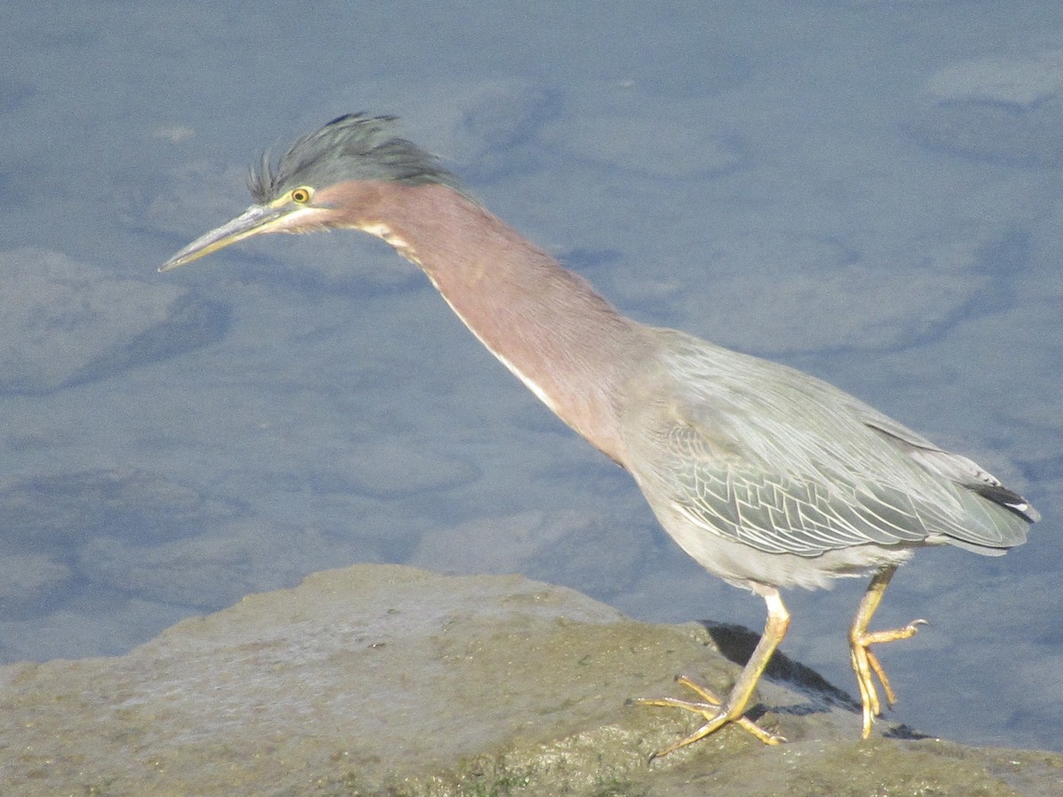 Green Heron - ML413813351