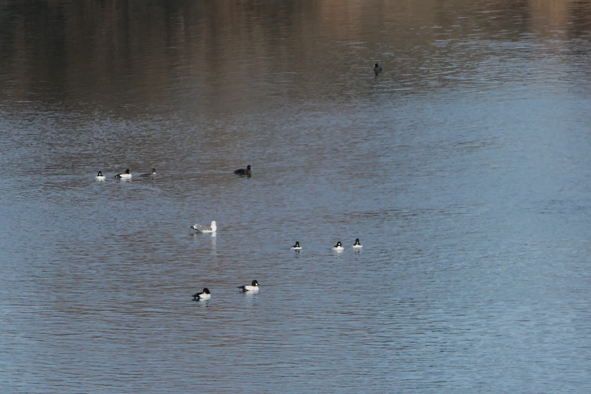 Surf Scoter - ML413815751