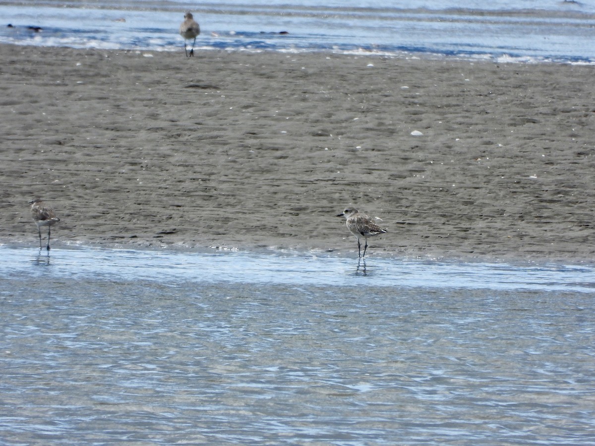 Black-bellied Plover - Hugo Orellana