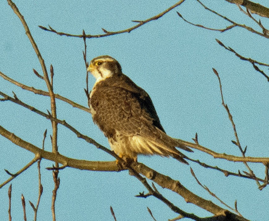 Prairie Falcon - ML413816141