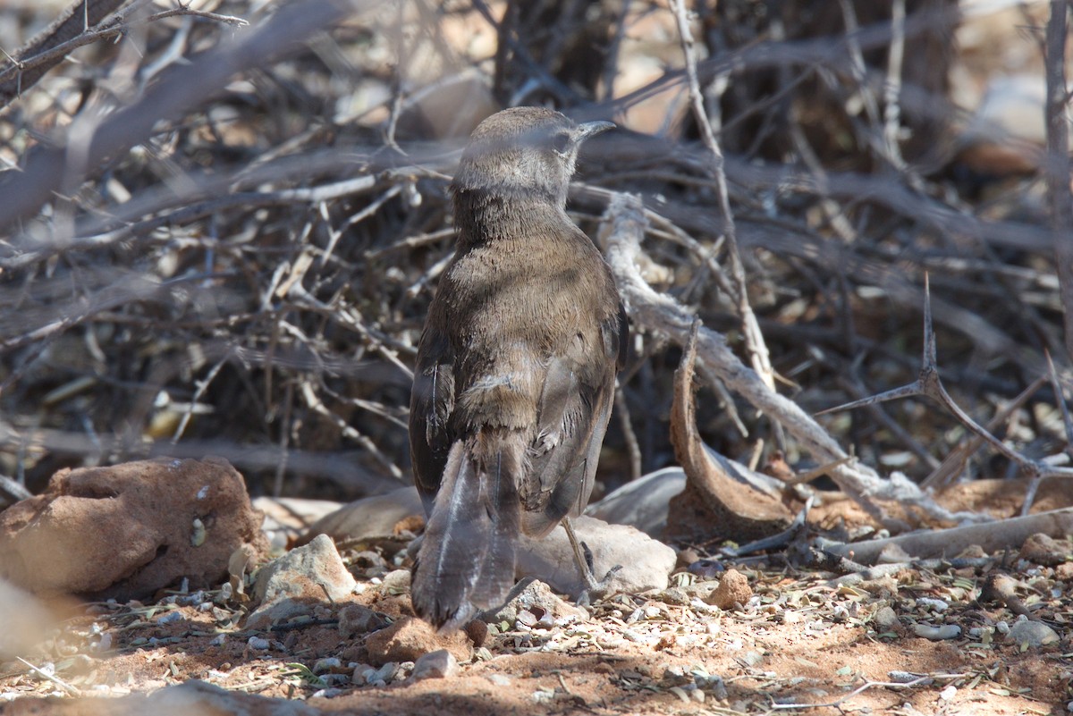 Karoo Scrub-Robin - ML413816441