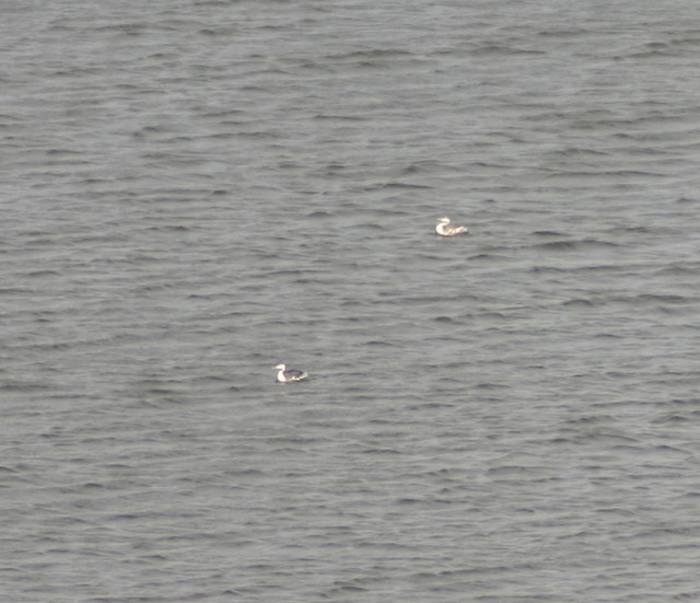 Horned Grebe - ML41381721