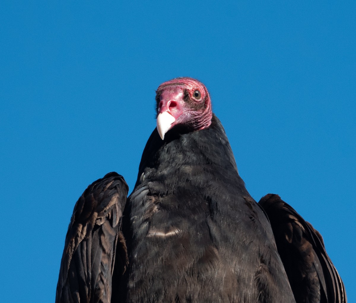 Turkey Vulture - ML413817381