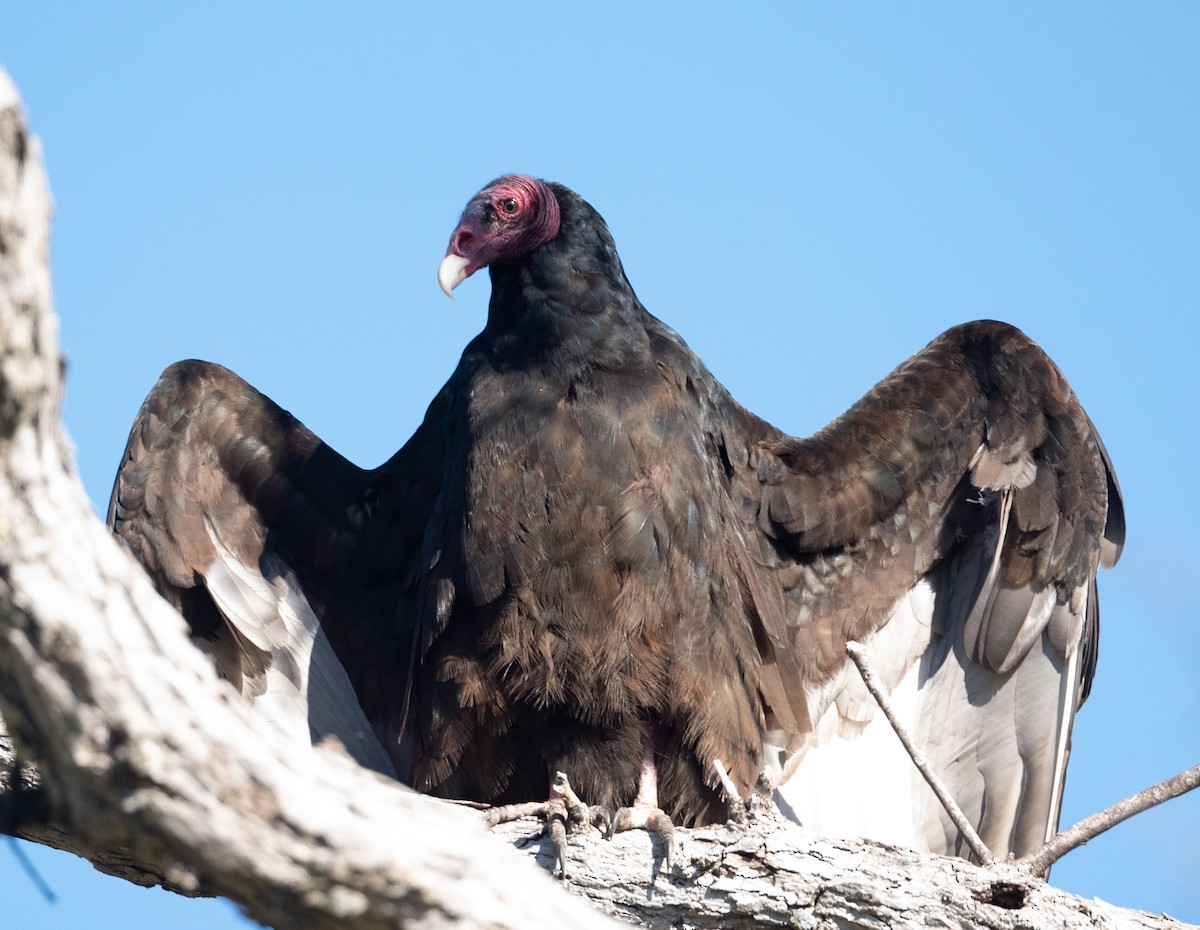 Turkey Vulture - ML413817391