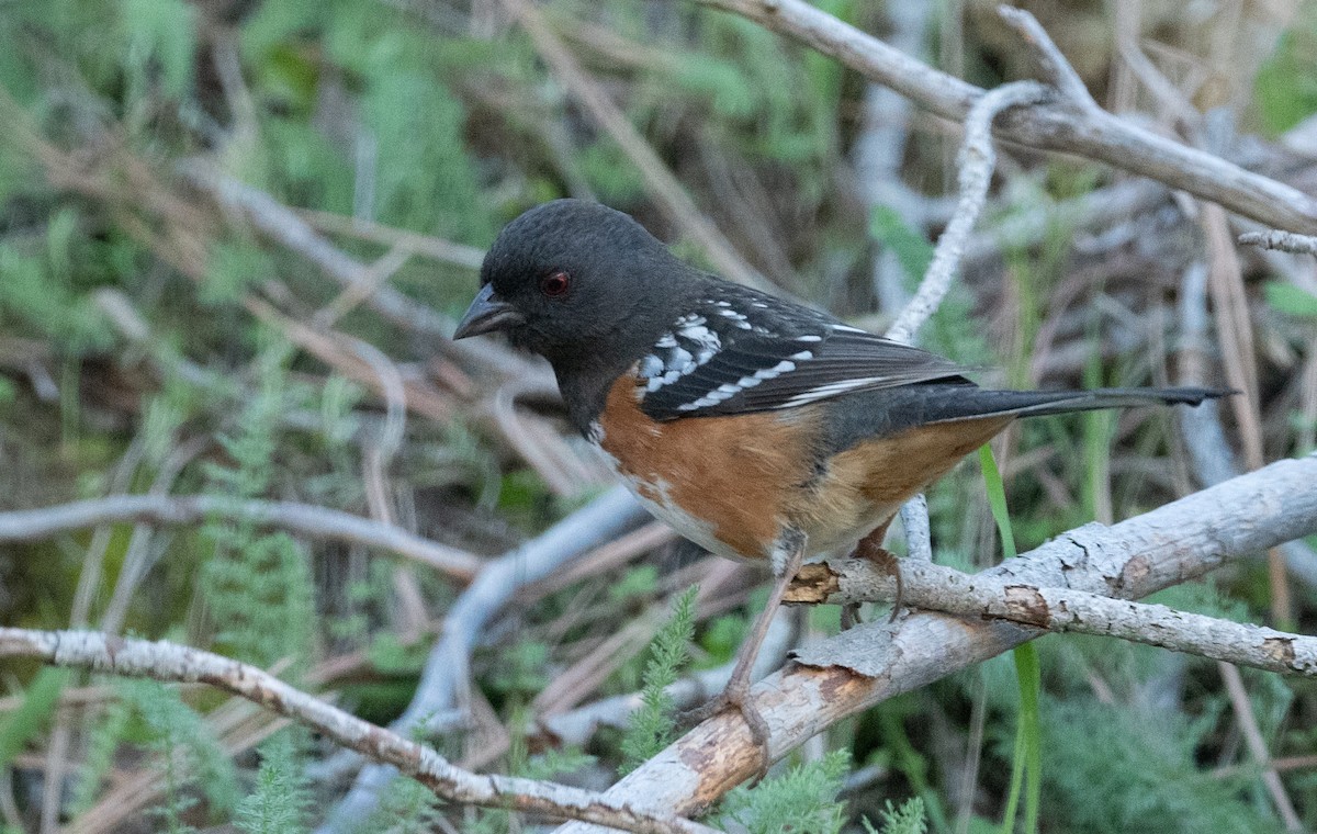Spotted Towhee - ML413817421