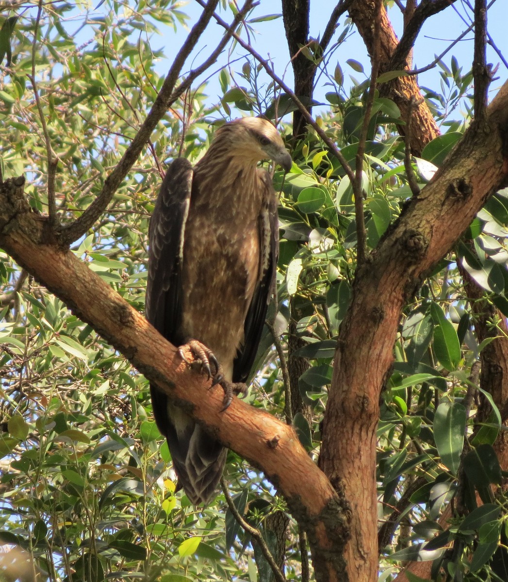 White-bellied Sea-Eagle - ML413818251