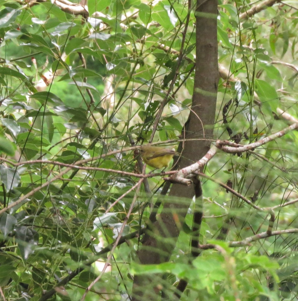 Yellow Thornbill - ML413818301