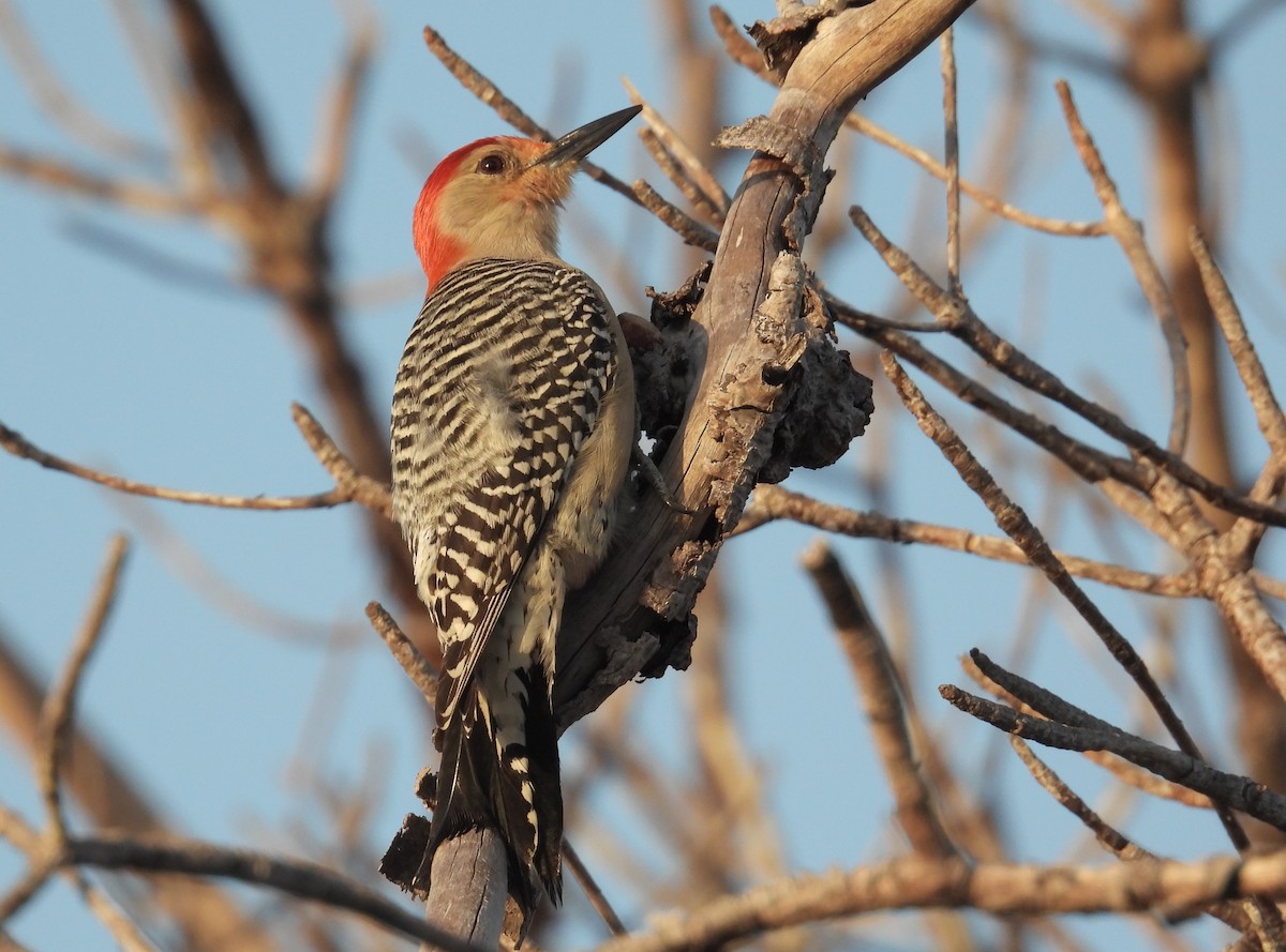 Red-bellied Woodpecker - ML413818551